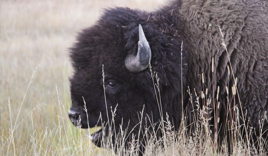 A bison grazes in the Upper Geyser Basin at Yellowstone National Park, Monday, Sept. 25, 2023. (AP Photo/Hannah Schoenbaum)