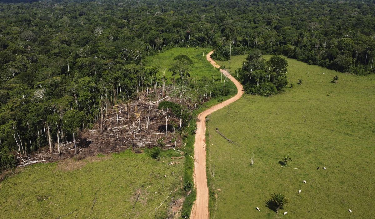 NextImg:Removal of hundreds of illegal cattle in the Amazon sparks protests and divides residents