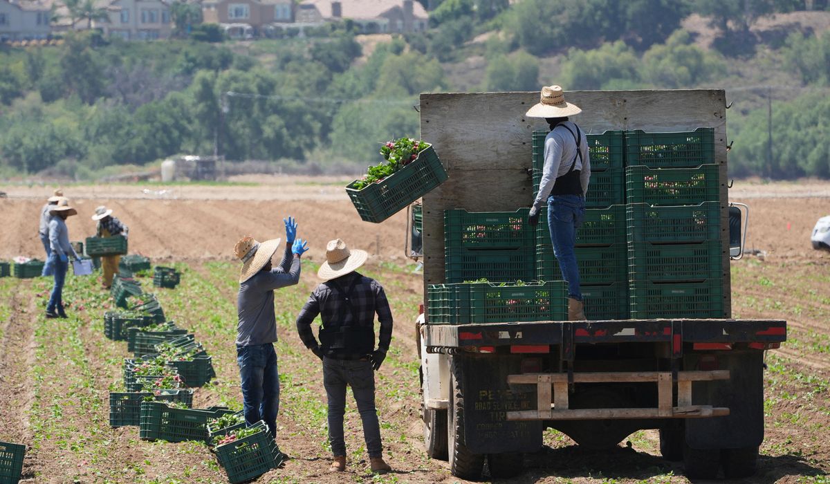 NextImg:Immigration raids are threatening businesses that supply America’s food, farm bureaus say