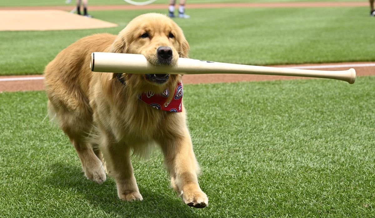NextImg:Nationals’ bat-retrieving dog Bruce laps up pregame attention, makes MLB debut
