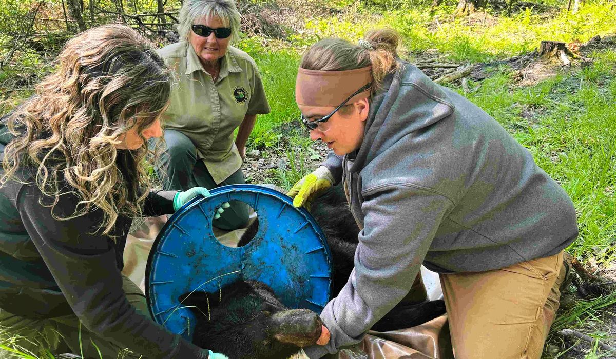 NextImg:Wildlife officials rescue bear after two years trapped with plastic lid around neck