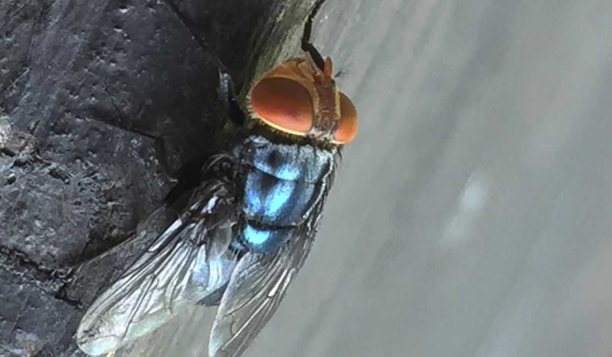 NextImg:The U.S. plans to open a fly factory in Texas as part of its fight against a flesh-eating parasite