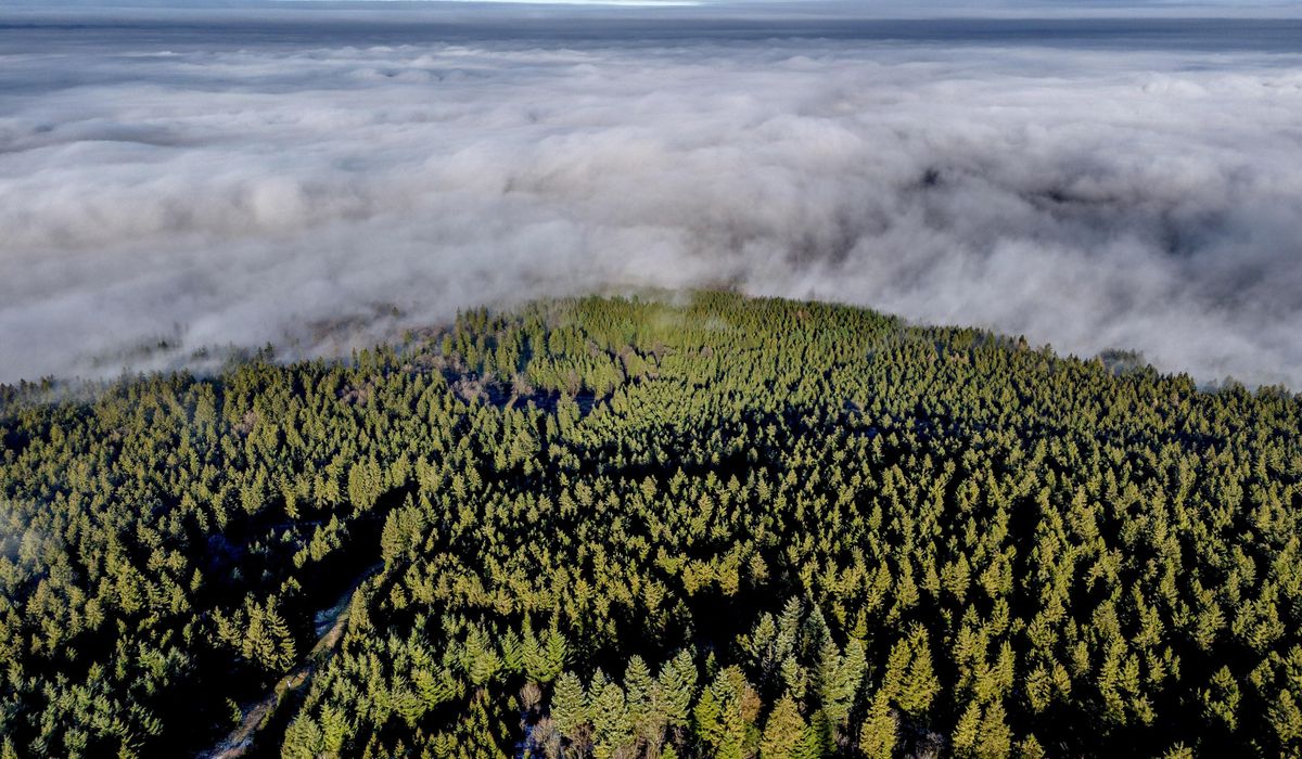 NextImg:Want to plant trees to offset fossil fuels? You’d need all of North and Central America, study finds
