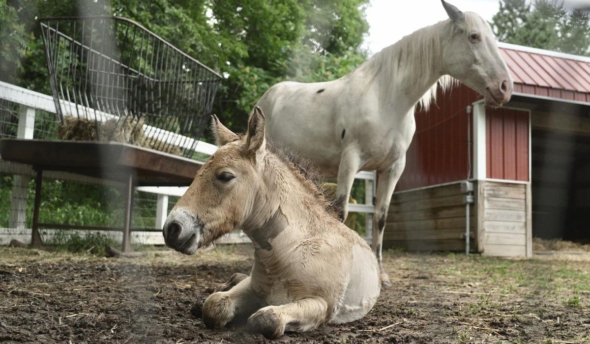 NextImg:Rejected by his mother, a rare wild Asian horse foal finds a new mom in a grieving domestic mare