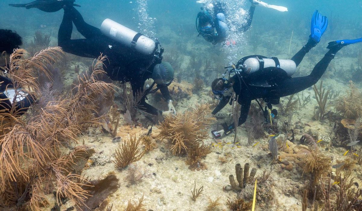 NextImg:Scientists transplant crossbred corals to help save Miami’s reefs from climate change