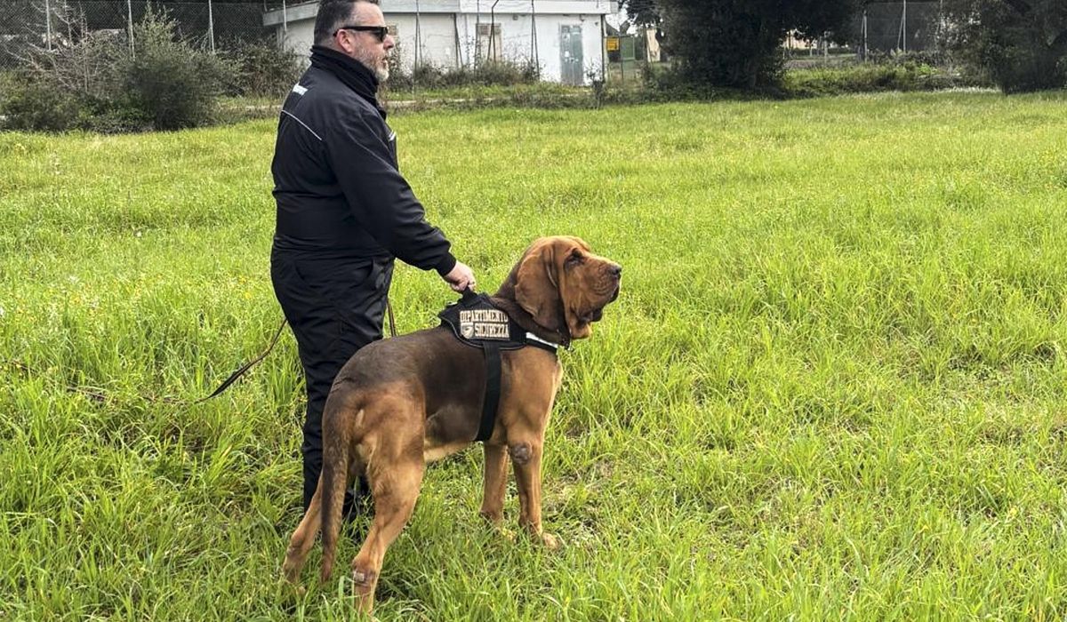 NextImg:Italy outraged at killing of heroic police bloodhound, found dead after eating food laced with nails