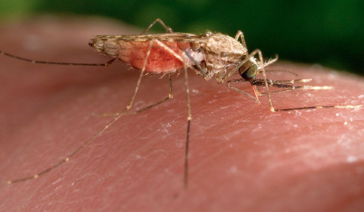NextImg:Swiss medicines authority issues first approval for antimalarial drug for treatment of infants