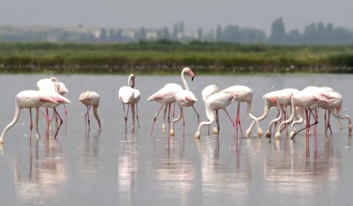NextImg:Flamingos are stirring up trouble and ravaging rice for risotto in Italy’s northeast