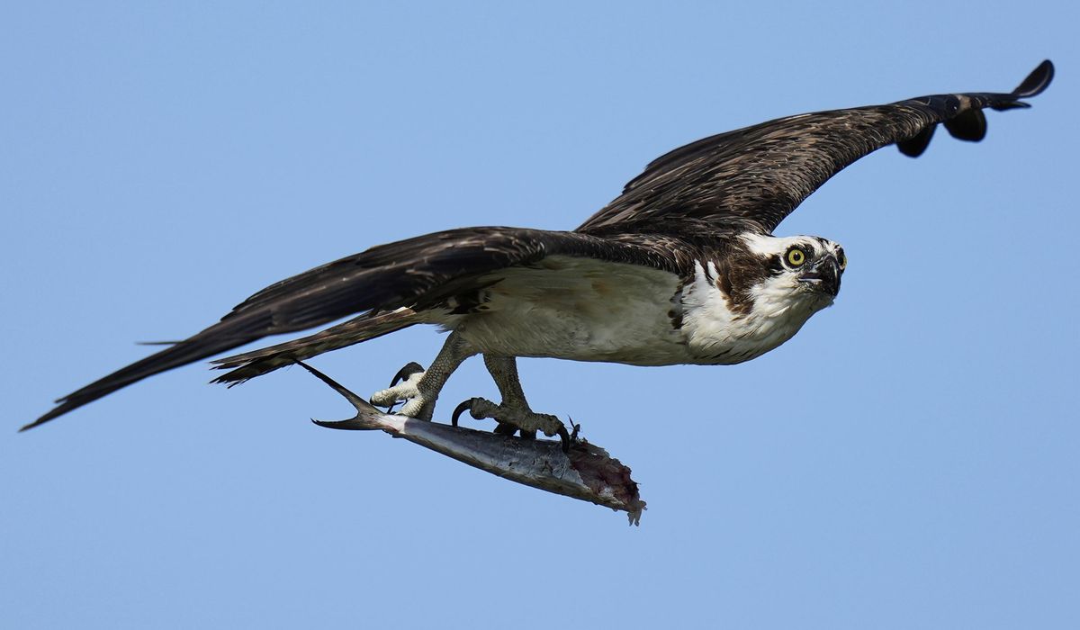 NextImg:Osprey came back from the brink once. Now chicks are dying in nests