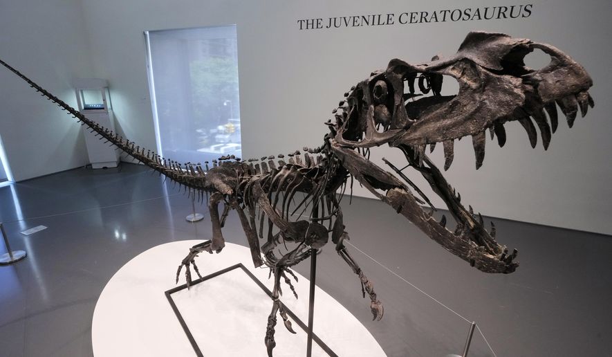 A mounted Juvenile Ceratosaurus skeleton, of the Late Jurassic, Kimmeridgian Stage, approximately 154-149 million years ago, estimated at $4 - 6 million, is displayed at Sotheby's, in New York, Wednesday, July 9, 2025, part of their Geek Week auction, July 16, 2025. (AP Photo/Richard Drew)