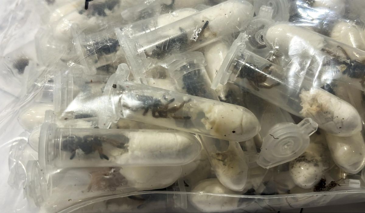 NextImg:German customs officials show images of tarantulas hidden in spongecake boxes after smuggling bust