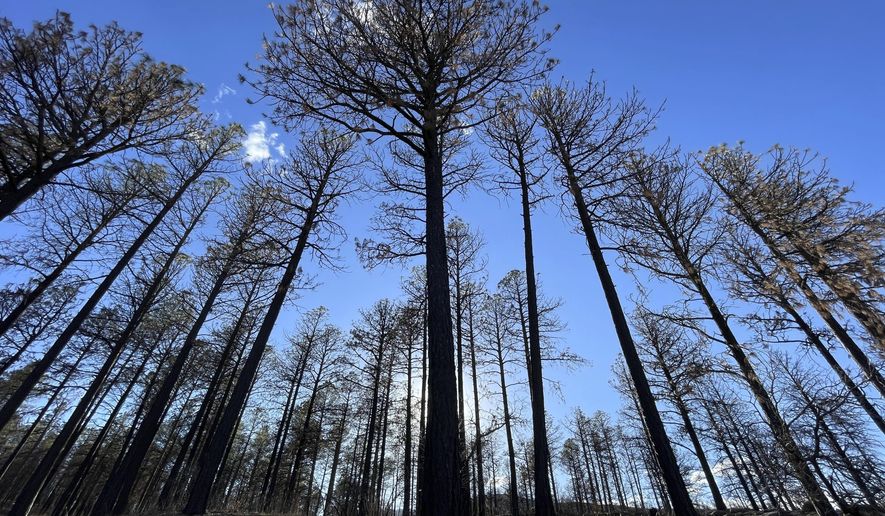 A year after prescribed burn operations by the U.S. Forest Service sparked the Calf Canyon/Hermits Peak Fire, burned trees stand in the mountains near Las Vegas, April 12, 2023. (AP Photo/Susan Montoya Bryan, File)