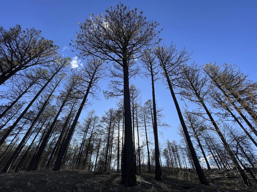 A year after prescribed burn operations by the U.S. Forest Service sparked the Calf Canyon/Hermits Peak Fire, burned trees stand in the mountains near Las Vegas, April 12, 2023. (AP Photo/Susan Montoya Bryan, File)