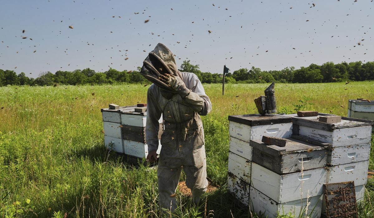 NextImg:Bees have some ways to cope with a warming Earth, but researchers fear for their future