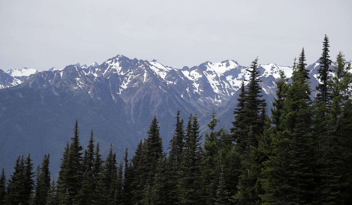 NextImg:Cougar attacks, injures four-year-old child at Washington state’s Olympic National Park