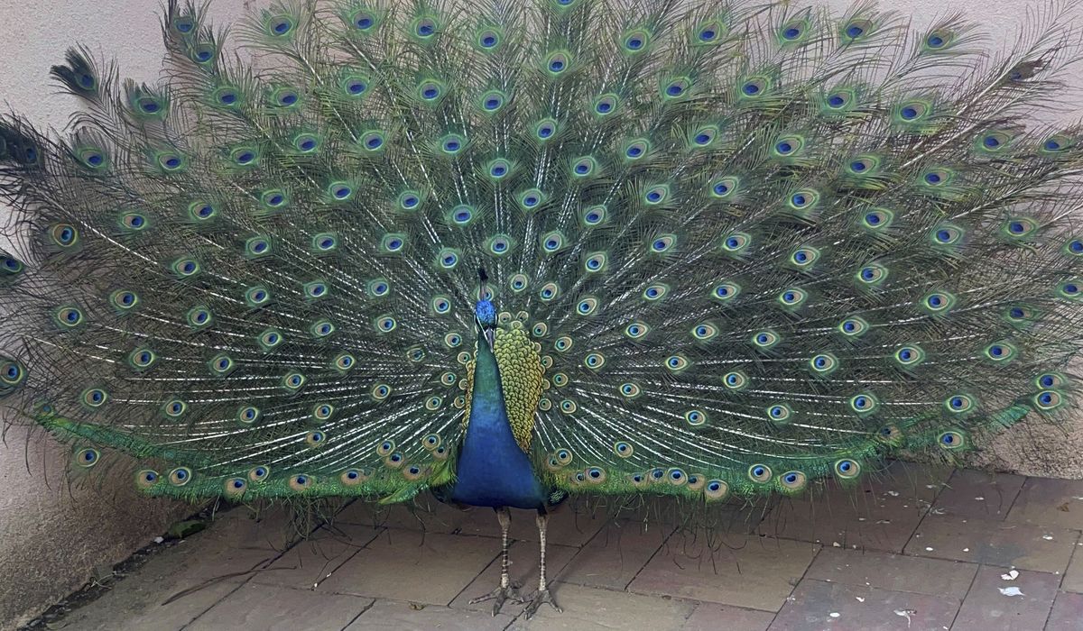 NextImg:Dozens of peacocks, peahens worth thousands each missing from California hotel