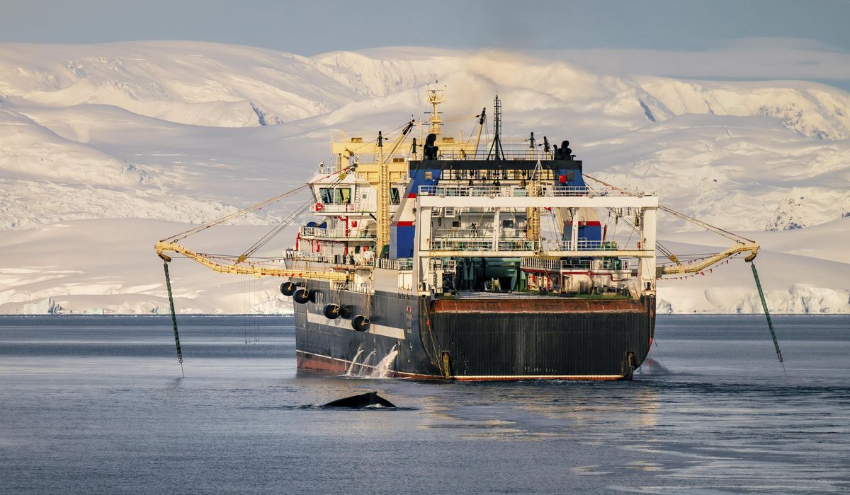 NextImg:A record catch of krill near Antarctica could trigger an unprecedented early end to fishing season