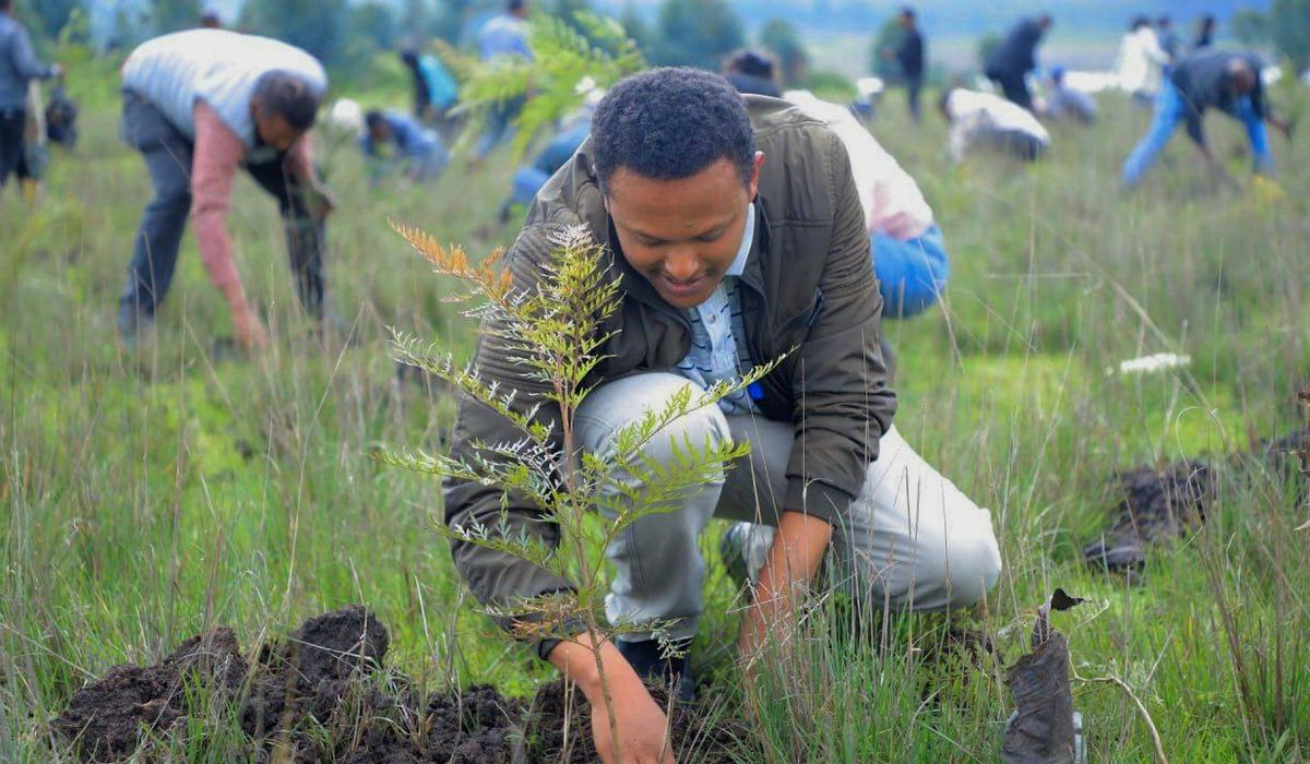 NextImg:Ethiopia’s national tree campaign underway with aim to plant 700 million seedlings in one day