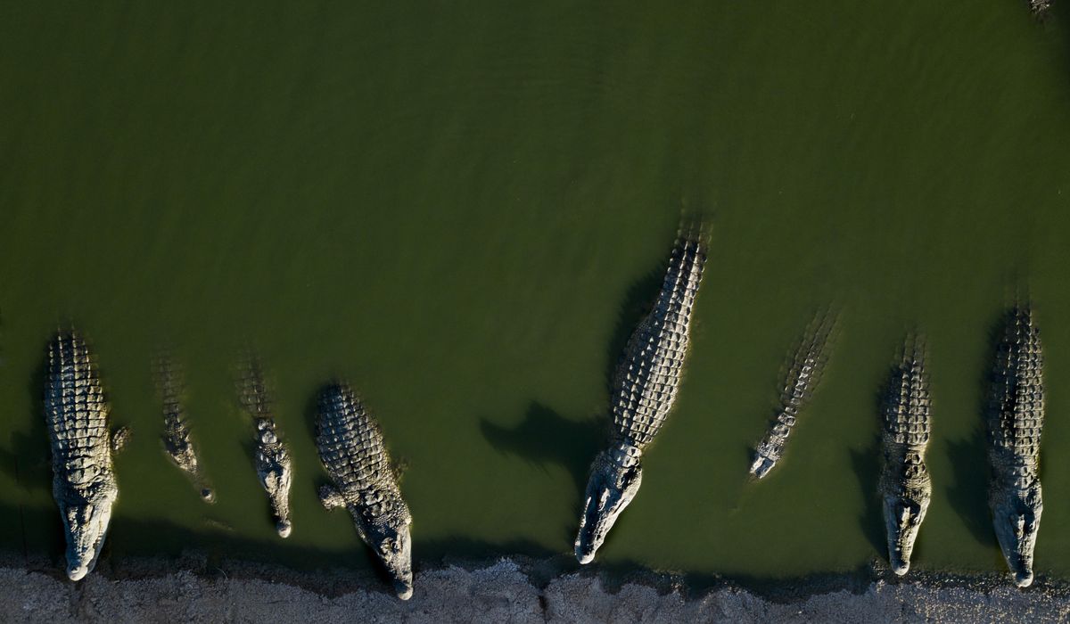 NextImg:Israel euthanizes crocodiles after repeated escapes and inhumane treatment