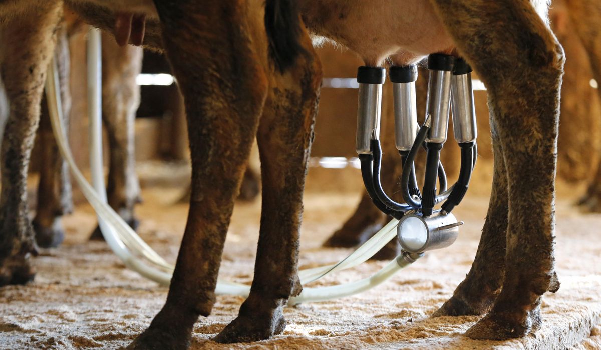 NextImg:Raw milk sold by Florida farm sickens 21 people