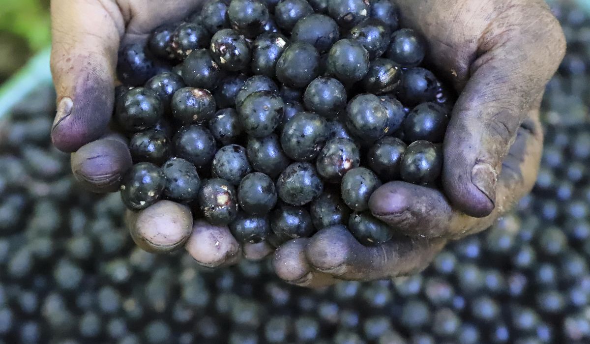 NextImg:Acai berry producers are concerned as Trump imposes tariffs on Brazil’s exports
