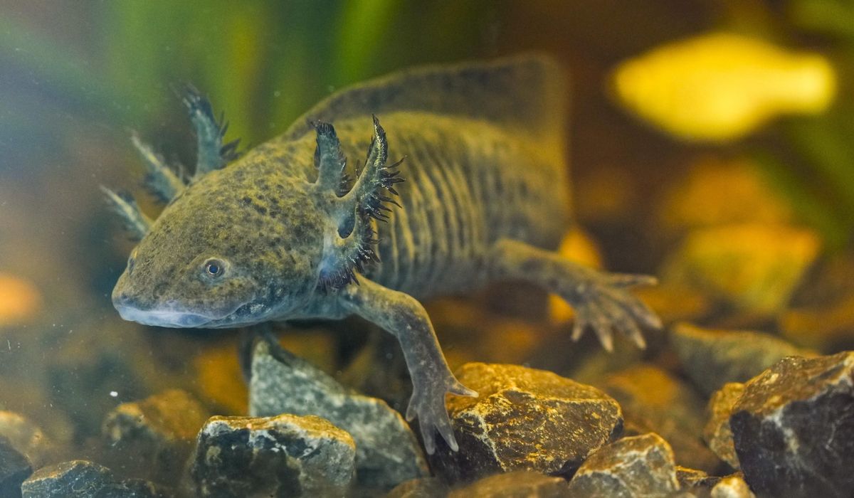 NextImg:Scientists search for DNA of an endangered salamander in Mexico City’s canals