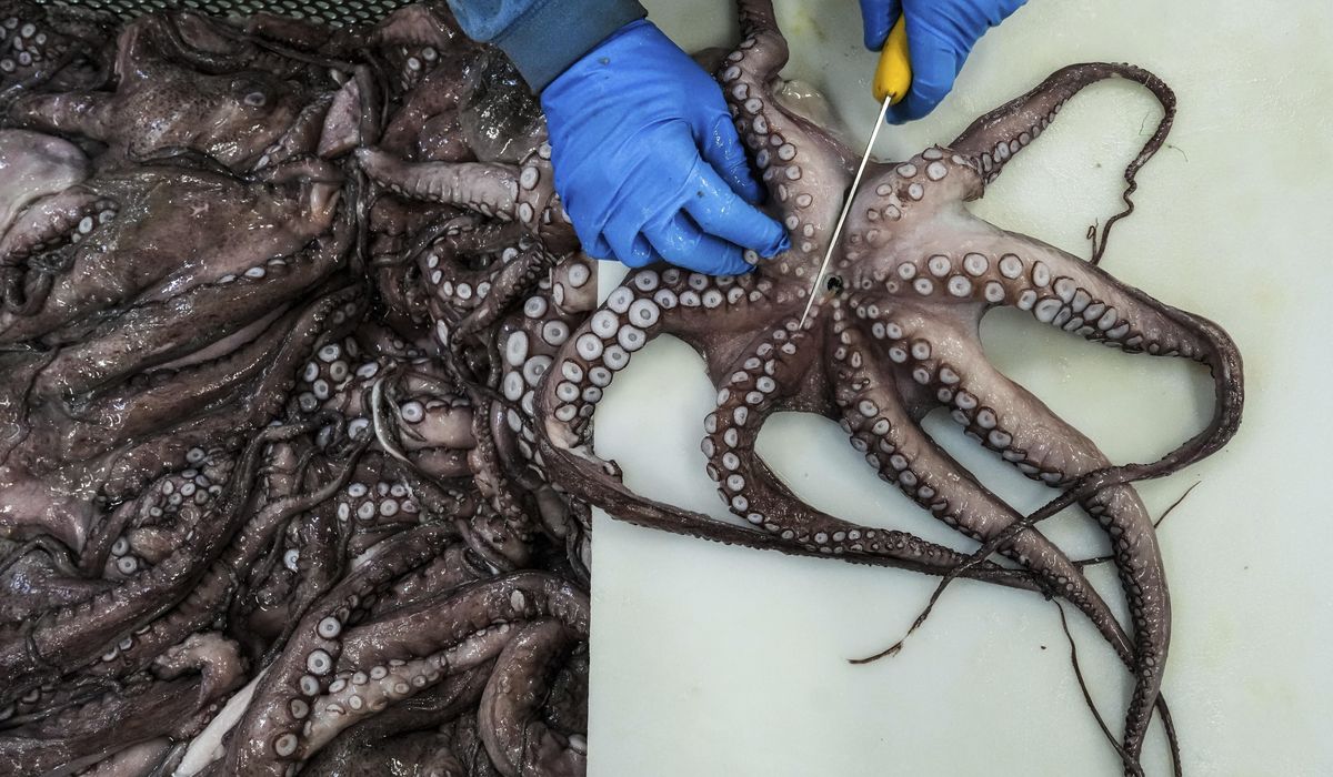 NextImg:As octopuses dwindle in Spanish waters, suppliers look to imports and farming despite concerns