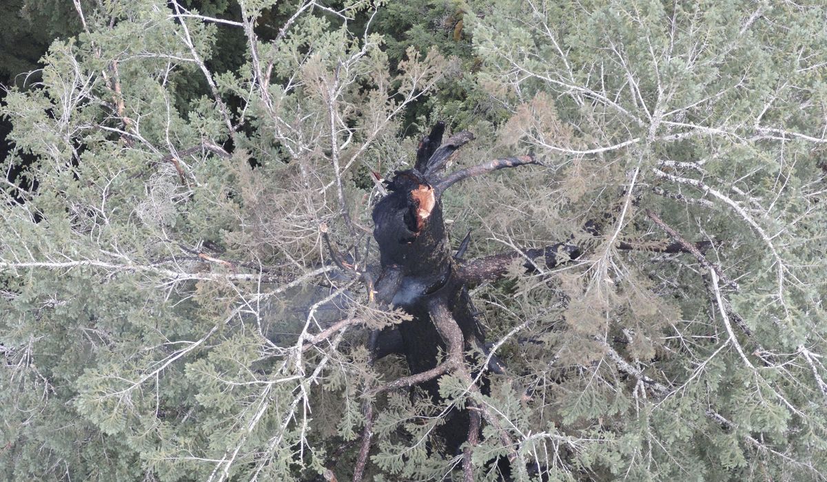 NextImg:Oregon firefighters trying to save ancient, 325-foot fir tree from blaze