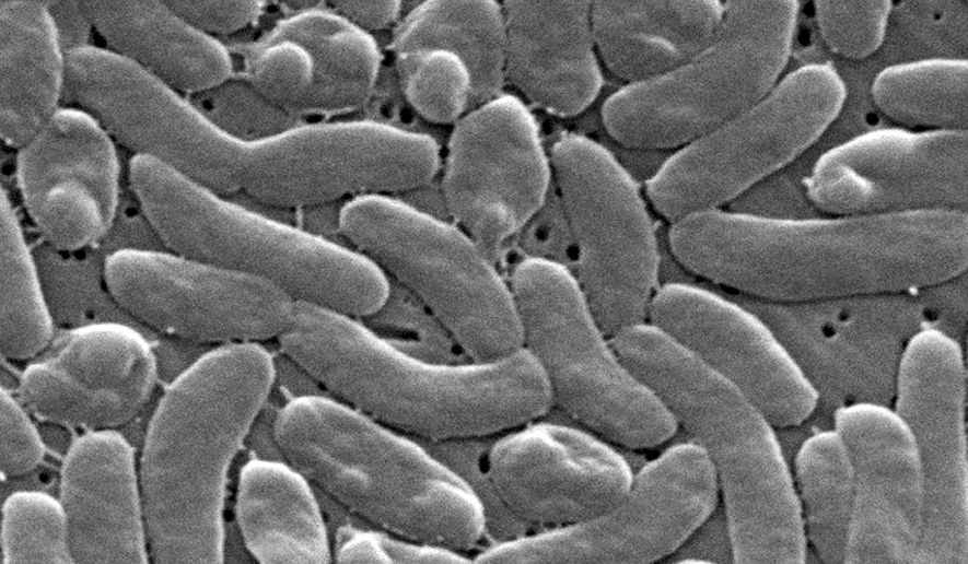 This electron microscope image provided by the Centers for Disease Control and Prevention shows Vibrio vulnificus bacteria in 2005. (Janice Haney Carr/CDC via AP)