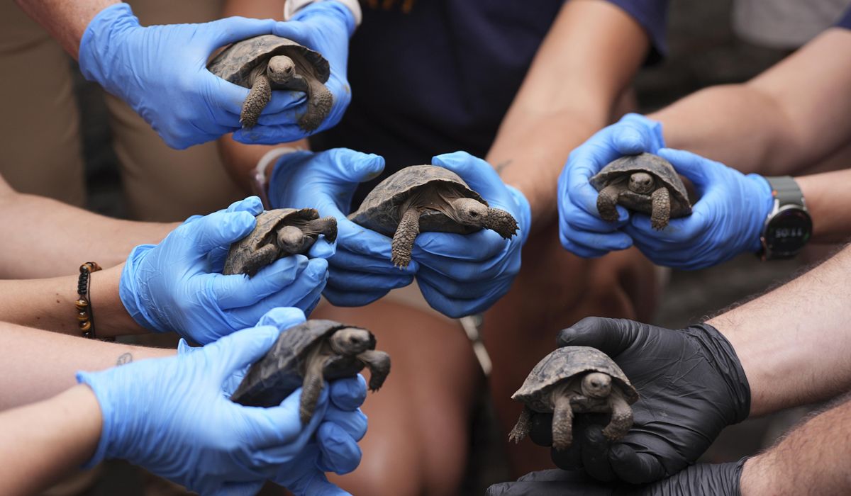 NextImg:Tortoise hatchlings born of century-old parents come out of their shells at Philadelphia Zoo