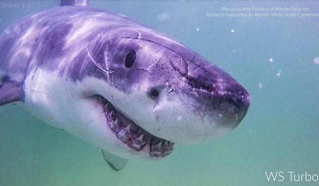 This undated image provided by the Atlantic White Shark Conservancy and Massachusetts Division of Marine Fisheries shows a great white shark named Turbo. (Atlantic White Shark Conservancy and Massachusetts Division of Marine Fisheries via AP)