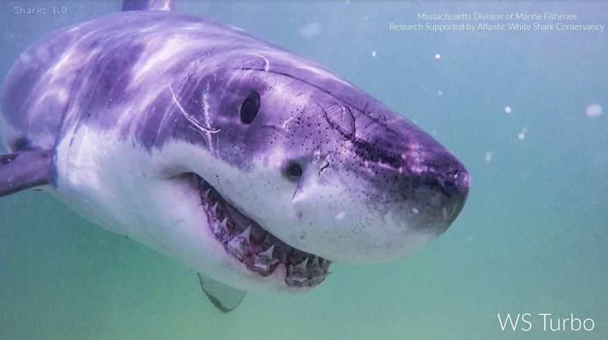 This undated image provided by the Atlantic White Shark Conservancy and Massachusetts Division of Marine Fisheries shows a great white shark named Turbo. (Atlantic White Shark Conservancy and Massachusetts Division of Marine Fisheries via AP)