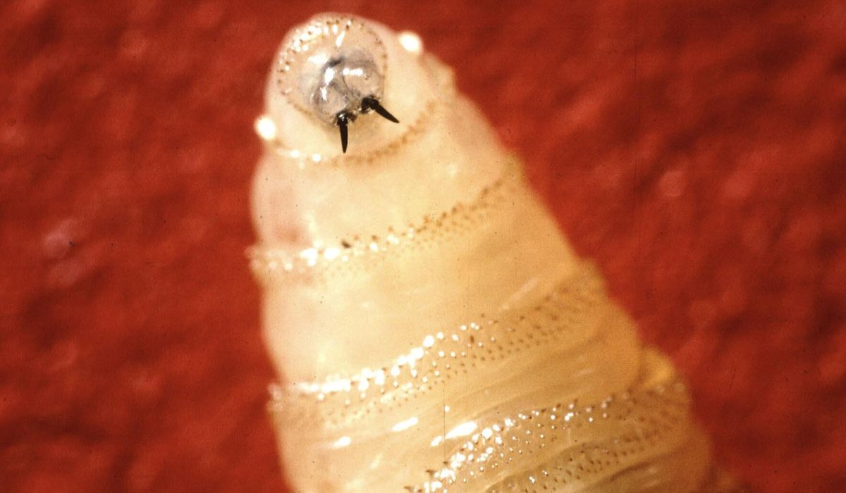 NextImg:Traveler sickened by New World screwworm following trip to El Salvador