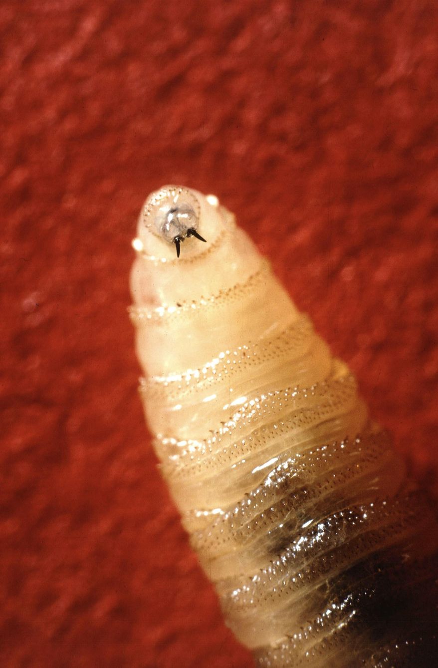 A New World screwworm larvae sits at rest in this undated photo. (USDA Agricultural Research Service via AP) **FILE**