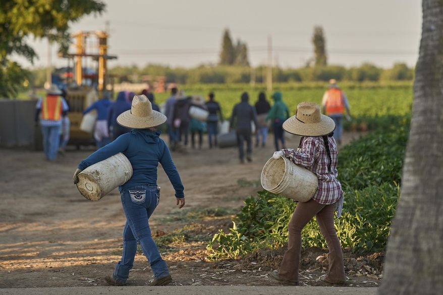FILE - Migrant farmworkers head to pick crops on an early morning in Fresno, Calif., on July 18, 2025. (AP Photo/Damian Dovarganes, File)