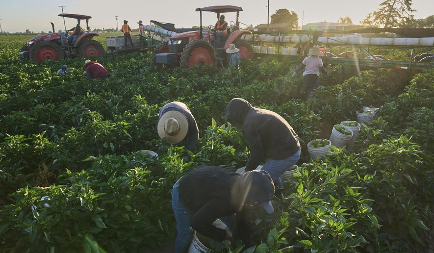 Migrant farmworkers pick a vegetable crop on an early morning in Fresno, Calif., on July 18, 2025. (AP Photo/Damian Dovarganes, File)