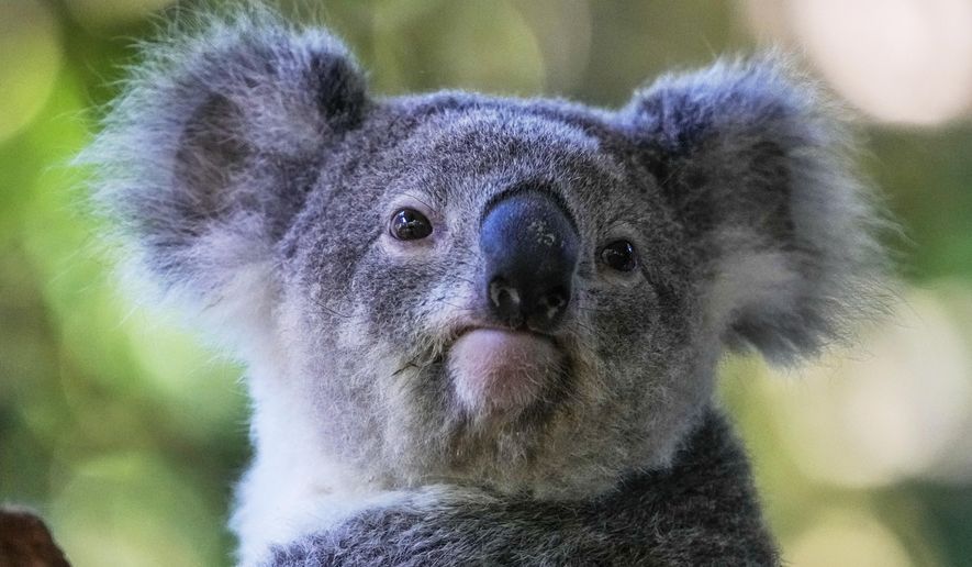 A koala sits in a tree at a koala park in Sydney, Australia, May 5, 2023. (AP Photo/Mark Baker) **FILE**