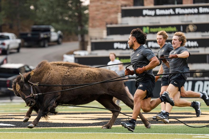 In this image provided by the University of Colorado Athletics, handlers practice with Colorado's new mascot Ralphie VII, a 1-year-old yet-to-be-named bison, Wednesday, Aug. 13, 2025, at Folsom Field in Boulder, Colo. (CU Athletics via AP)