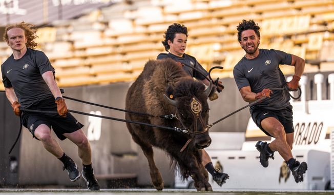 In this image provided by the University of Colorado Athletics, handlers practice with Colorado's new mascot Ralphie VII, a 1-year-old yet-to-be-named bison, Monday, Sept. 15, 2025, at Folsom Field in Boulder, Colo. (CU Athletics via AP)