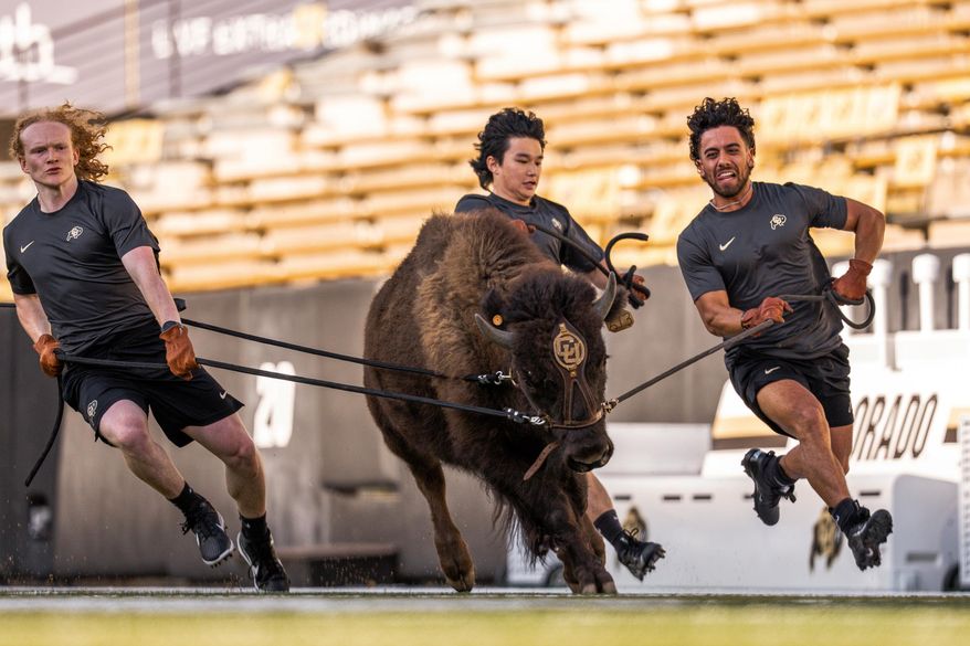 In this image provided by the University of Colorado Athletics, handlers practice with Colorado's new mascot Ralphie VII, a 1-year-old yet-to-be-named bison, Monday, Sept. 15, 2025, at Folsom Field in Boulder, Colo. (CU Athletics via AP)
