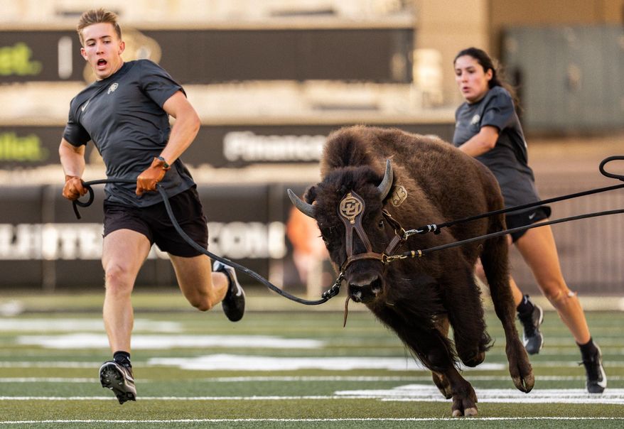 In this image provided by the University of Colorado Athletics, handlers practice with Colorado's new mascot Ralphie VII, a 1-year-old yet-to-be-named bison, Monday, Sept. 15, 2025, at Folsom Field in Boulder, Colo. (CU Athletics via AP)