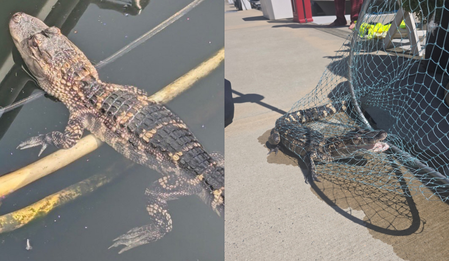 A good Samaritan, police and District animal control retrieved a small alligator found in the city’s Washington Channel near the Wharf neighborhood earlier this week. Photo credit: Metropolitan Police Department.