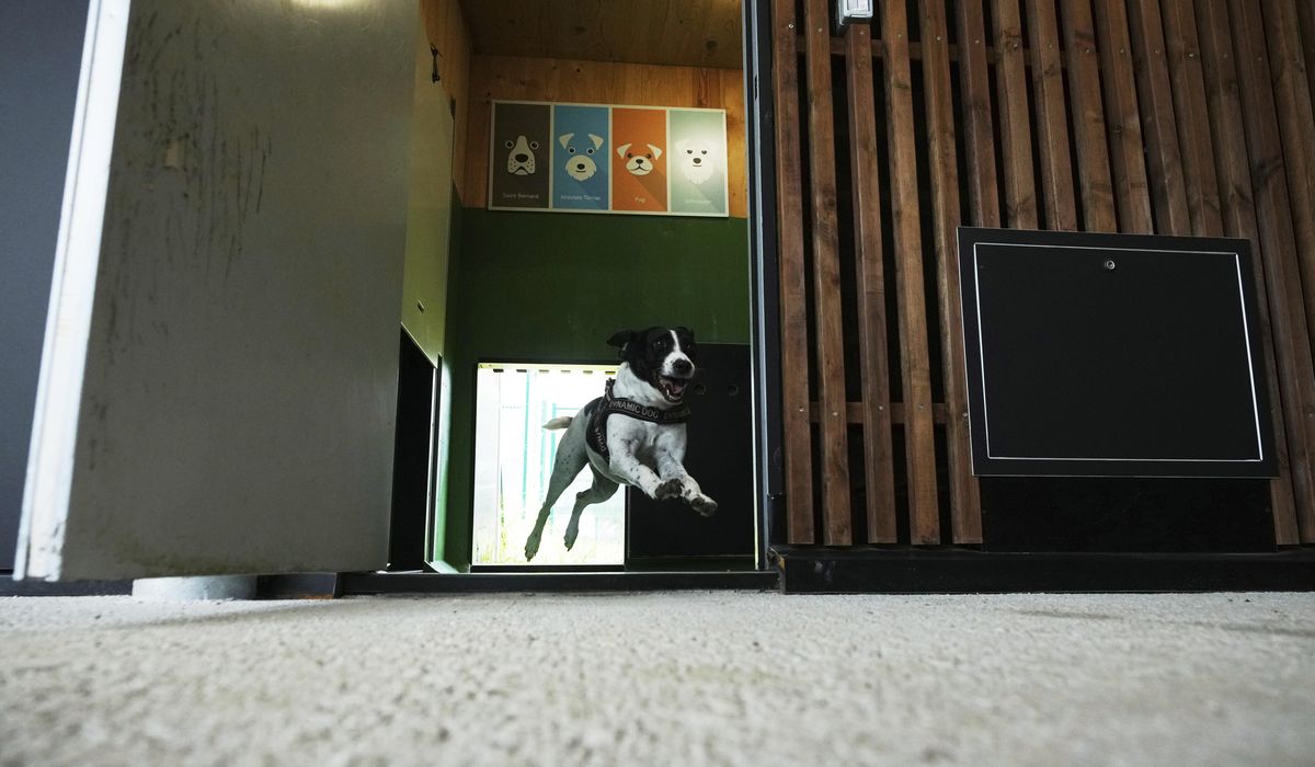 NextImg:Rome’s airport opens luxurious dog hotel with pampering services