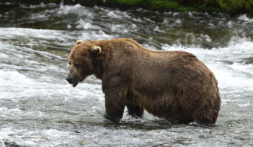This image provided by the National Park Service shows bear 32 at the Katmai National Park and Preserve in Alaska, on July 14, 2025. (C Loberg/National Park Service via AP)