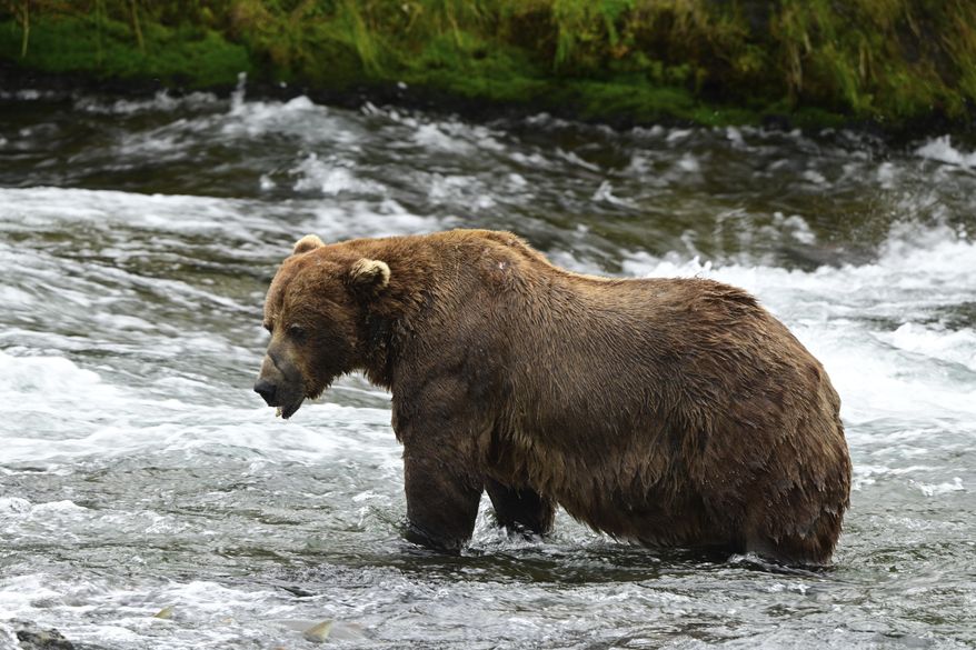 This image provided by the National Park Service shows bear 32 at the Katmai National Park and Preserve in Alaska, on July 14, 2025. (C Loberg/National Park Service via AP)
