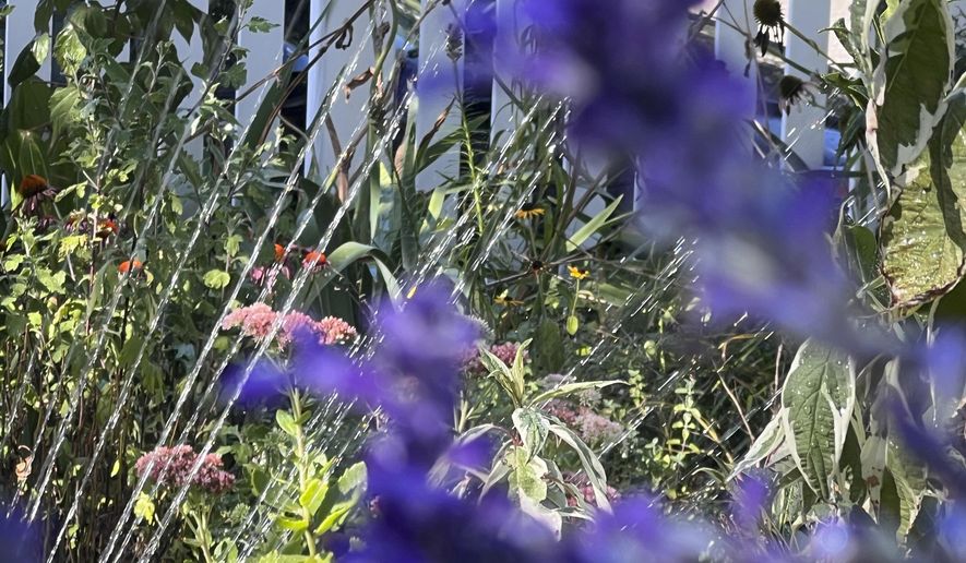 This Aug. 31, 2025, image provided by Jessica Damiano shows the water stream from a sprinkler in a home garden on Long Island, N.Y. (Jessica Damiano via AP)
