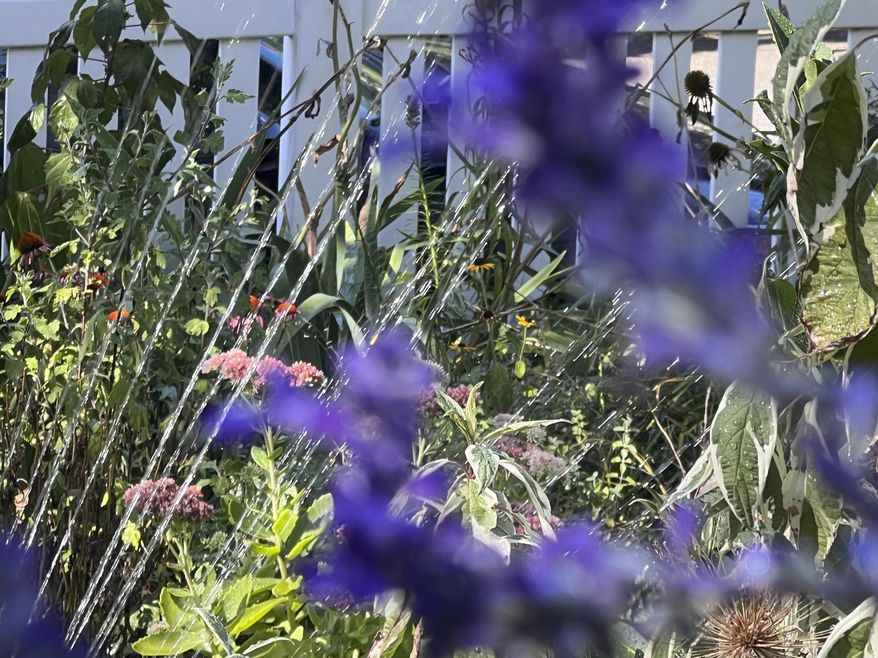 This Aug. 31, 2025, image provided by Jessica Damiano shows the water stream from a sprinkler in a home garden on Long Island, N.Y. (Jessica Damiano via AP)