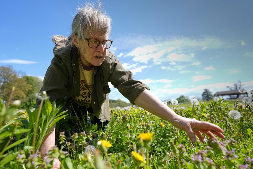 Iris Weaver reaches for a plant while teaching a class on foraging, May 8, 2025, in Wenham, Mass. (AP Photo/Robert F. Bukaty)