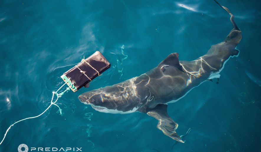 This Nov. 2019 photo provided by Predapix/Sam Cahir shows a White shark investigating testing board with bite-resistant neoprene at Neptune Island Group Marine Park in Australia. (Sam Cahir/Predapix via AP)