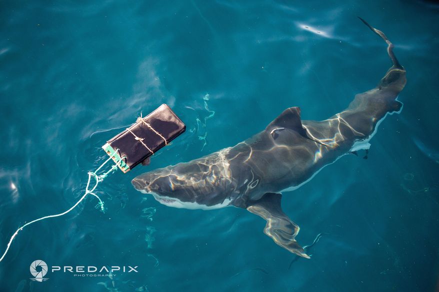 This Nov. 2019 photo provided by Predapix/Sam Cahir shows a White shark investigating testing board with bite-resistant neoprene at Neptune Island Group Marine Park in Australia. (Sam Cahir/Predapix via AP)